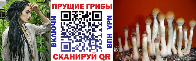 купить   блэк спрут сайт  Галлюциногенные грибы Psilocybe  Усинск 